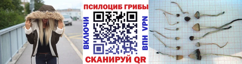 Купить закладки  Вятские Поляны  Псилоцибиновые грибы Psilocybe 
